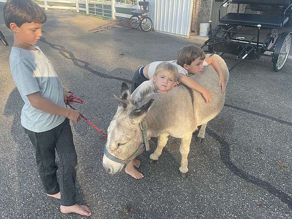 kidsafe-donkey