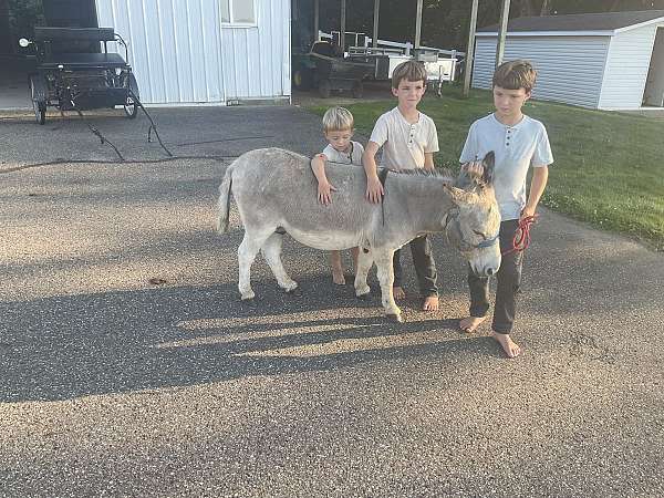 eventing-donkey