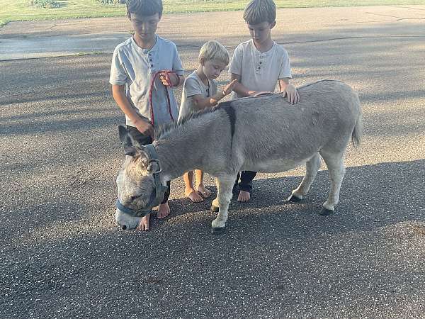 kidsafe-gelding