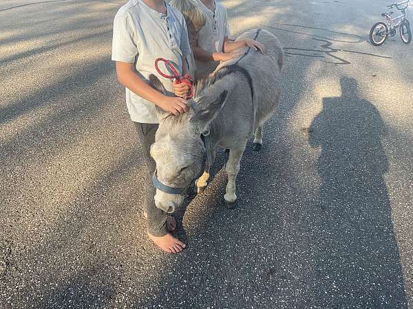 grey-eventing-donkey