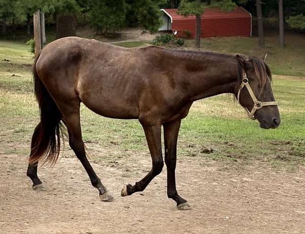 smokey-black-paso-fino-stallion