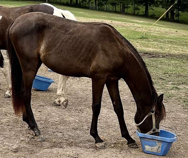 smokey-black-pfha-stallion
