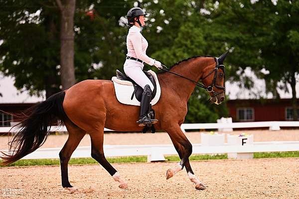 white-star-4-socks-horse