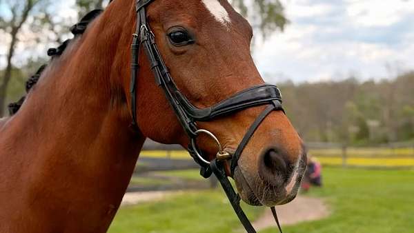 bay-white-star-4-socks-horse