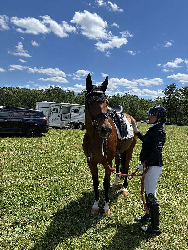 quarter-warmblood-horse