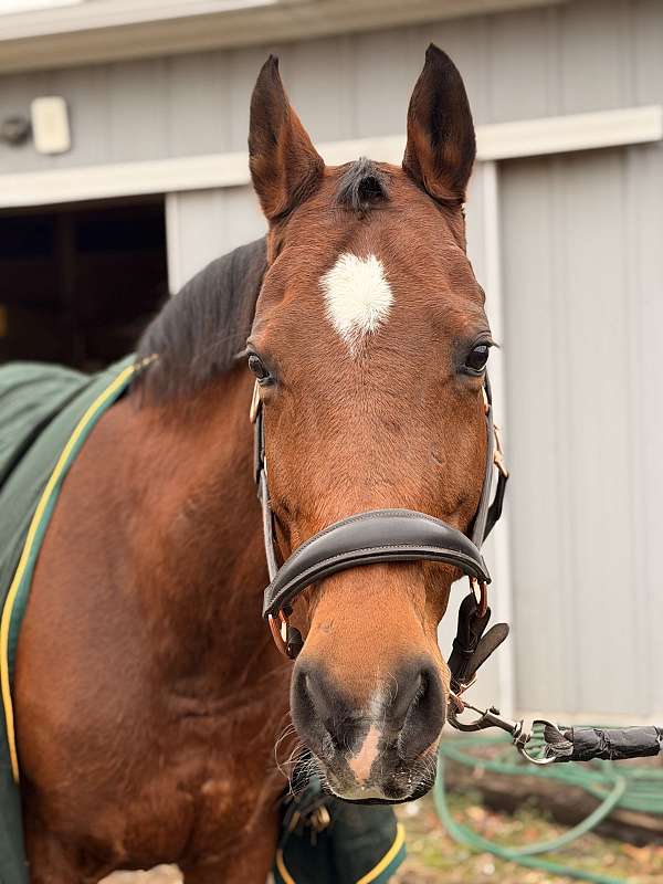 rear-warmblood-horse