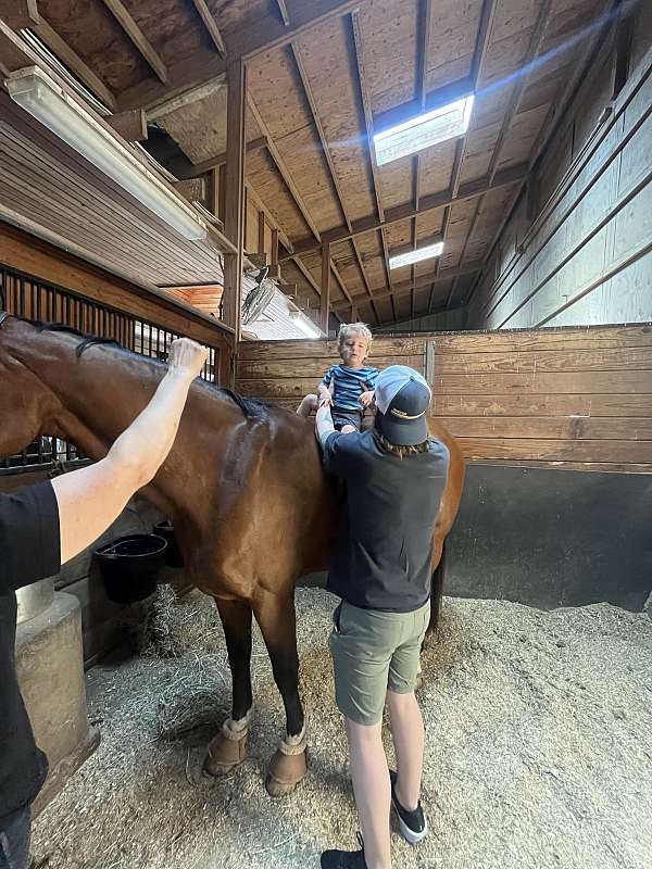 very-safe-warmblood-horse