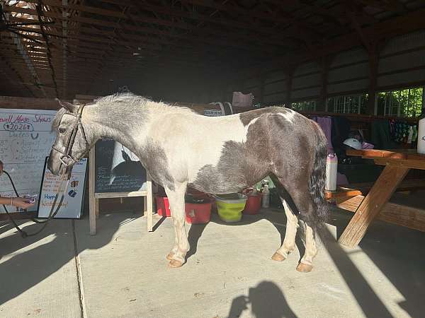 all-around-miniature-horse