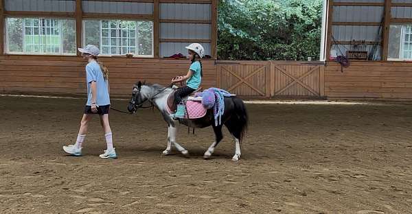 field-hunter-miniature-horse