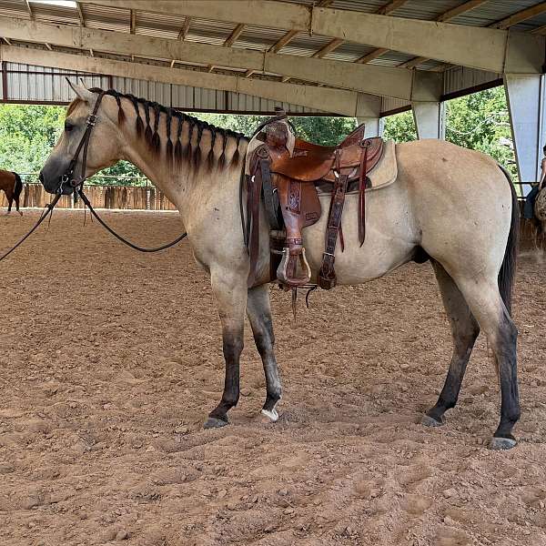 all-around-quarter-horse