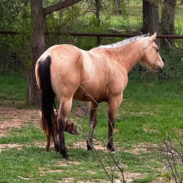 athletic-quarter-horse