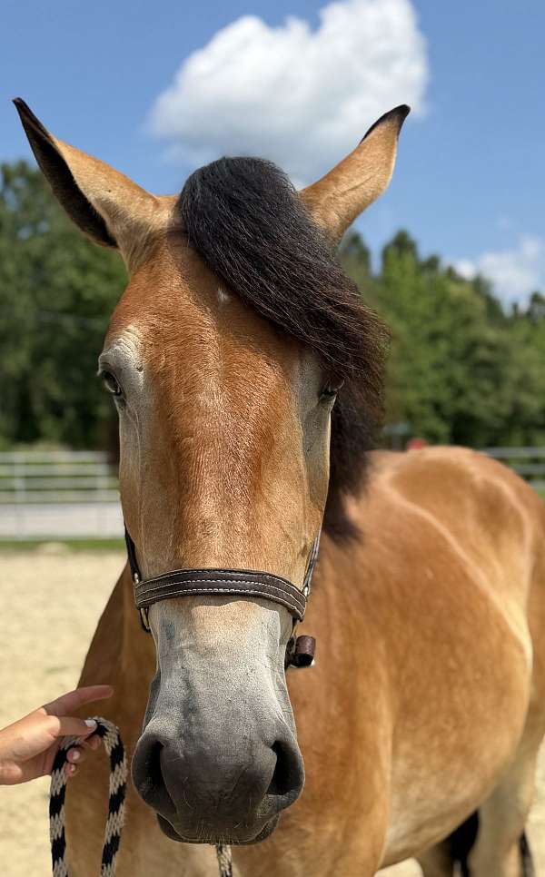 buckskin-belgian-percheron-for-sale