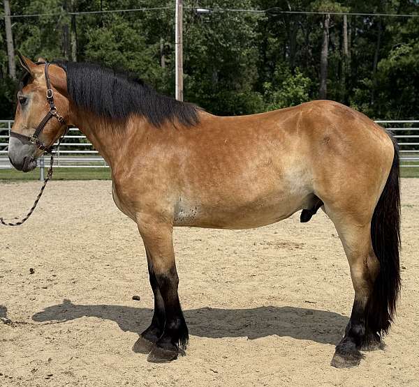 reining-belgian-percheron-horse