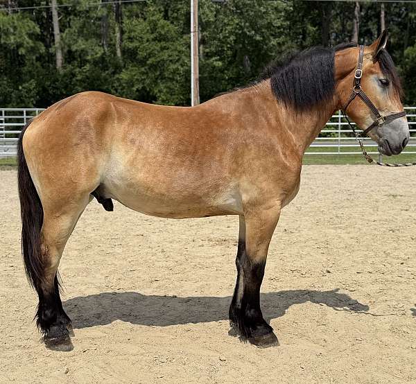 buckskin-belgian-percheron-gelding