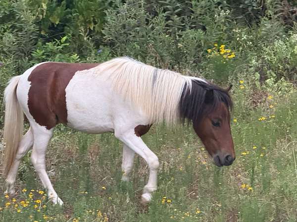 amhr-fbr-stallion