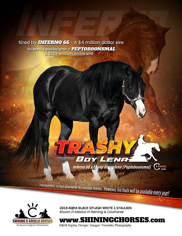 black-breeding-color-producer-horse