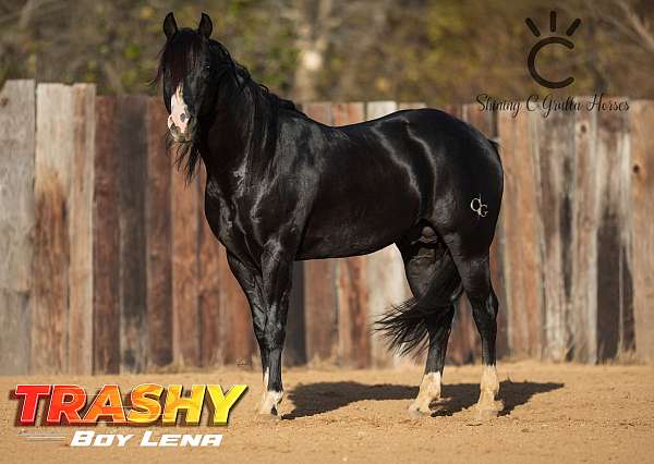 black-white-aqha-stallion