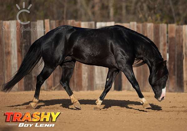 splash-white-horse