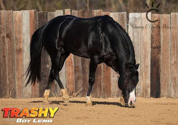 black-splash-white-horse