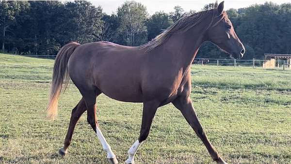 working-equitation-national-show-horse