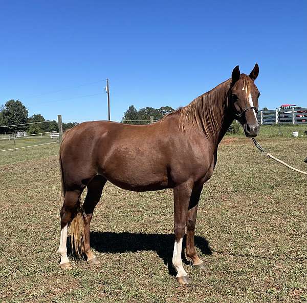 affordable-national-show-horse