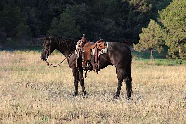 all-around-quarter-horse