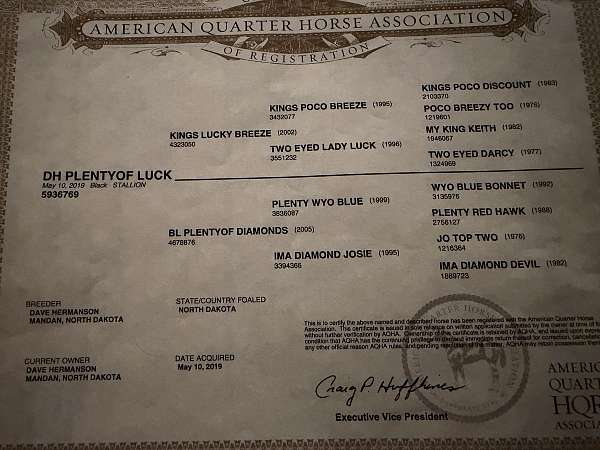 athletic-quarter-horse