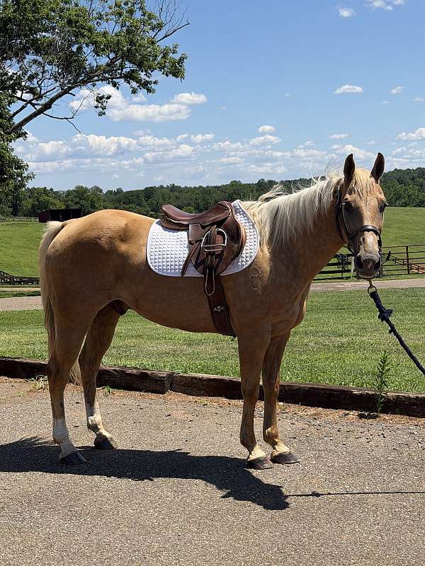 a-show-quarter-horse