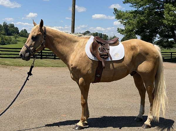 all-quarter-horse