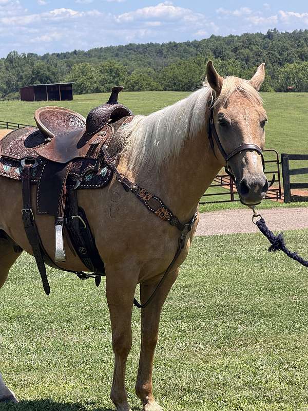 all-around-quarter-horse