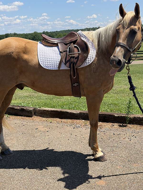 anyone-quarter-horse