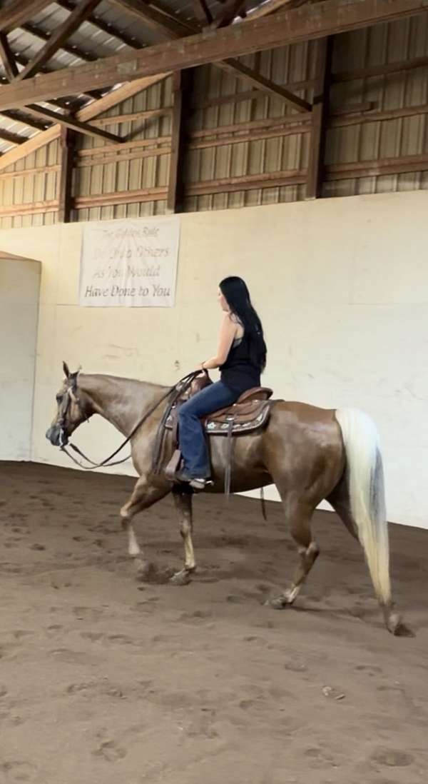 around-quarter-horse