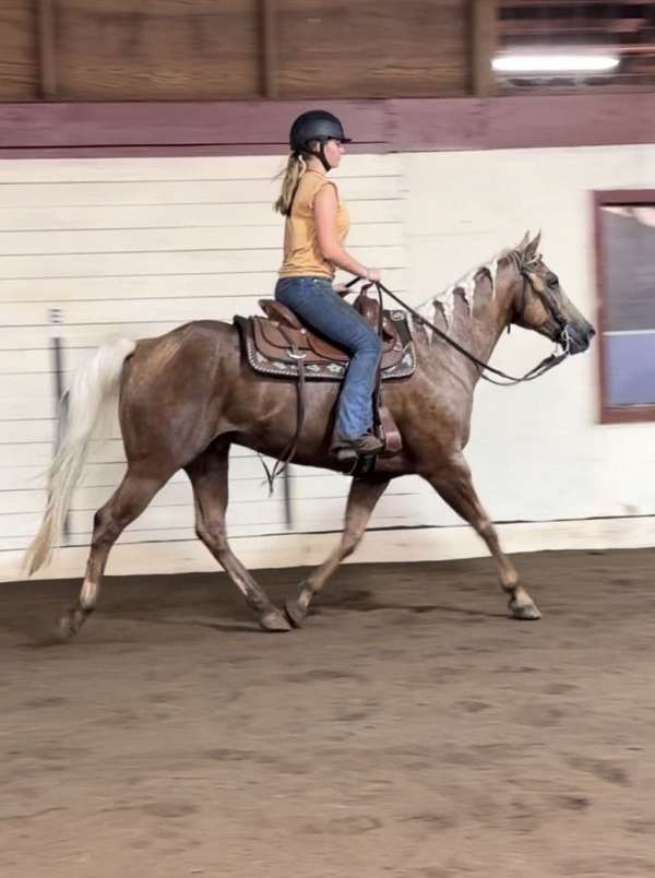 barefoot-quarter-horse