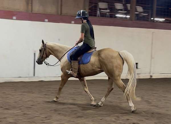 beginner-novice-quarter-horse
