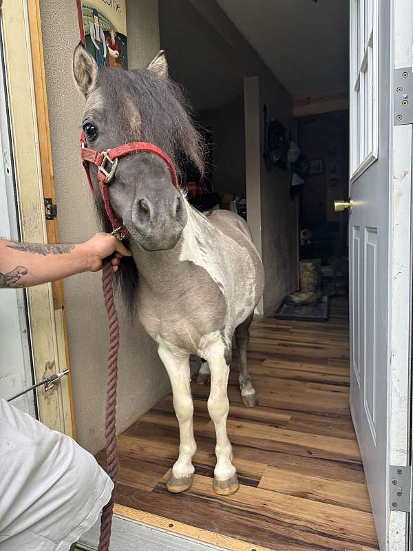 breeding-miniature-horse