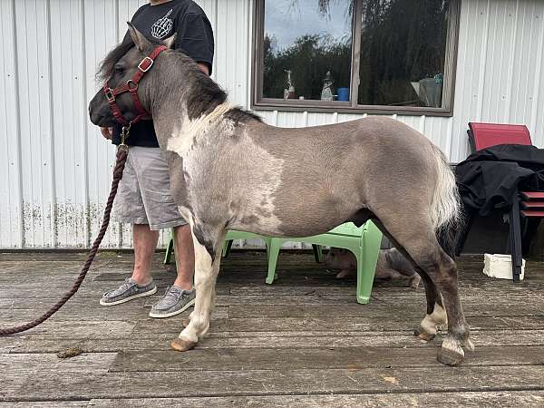 grulla-tobiano-horse