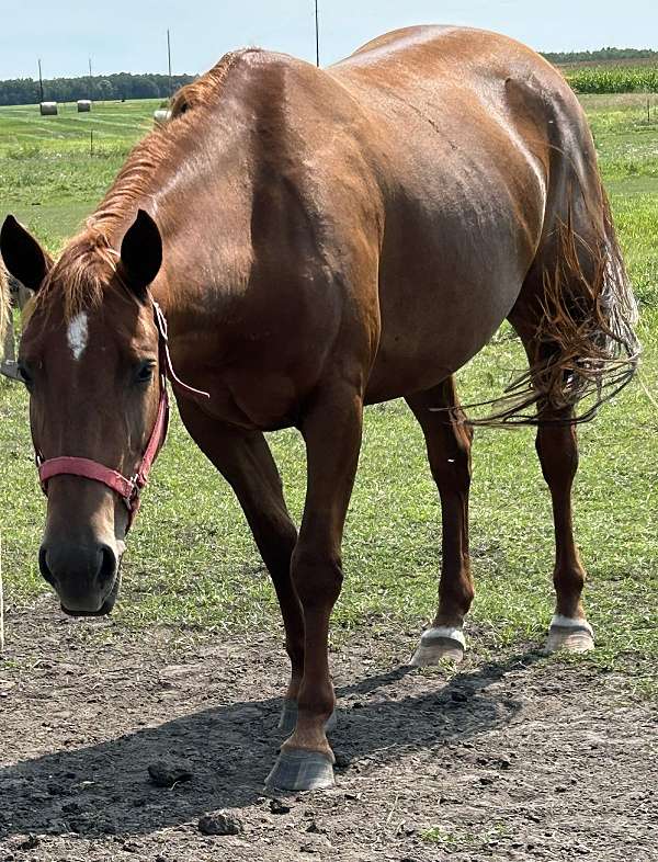 sorrel-star-hind-coronets-white-horse