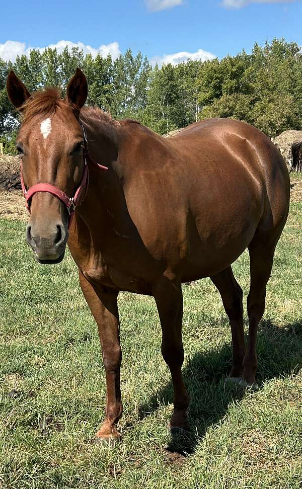 american-quarter-broodmare