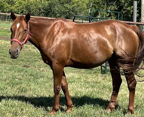 cat-broodmare