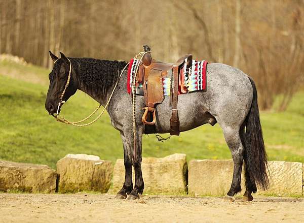white-pony-quarter-horse-gelding