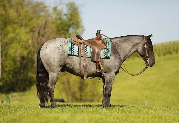 blue-roan-pony-quarter-horse-for-sale