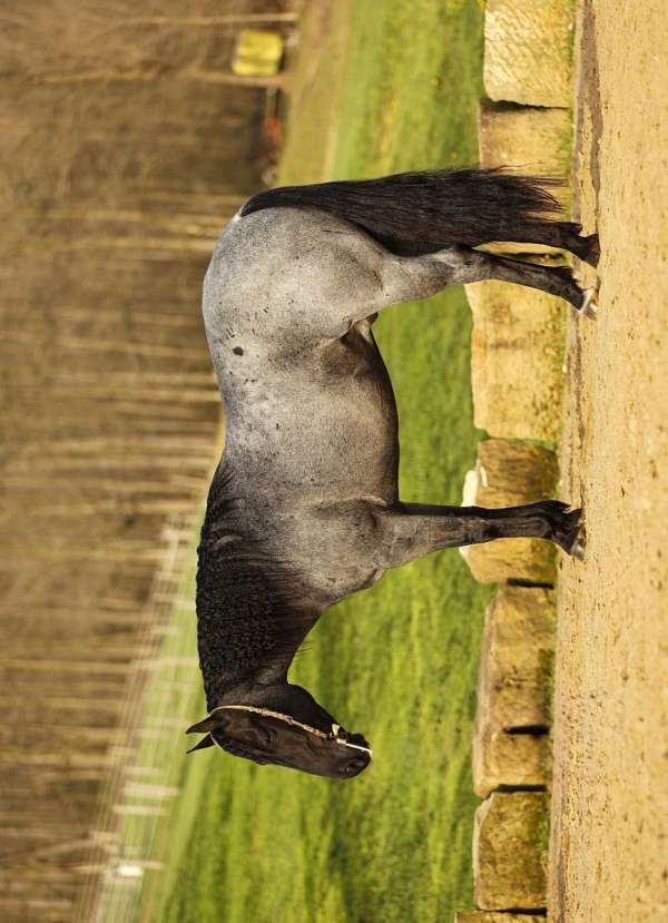 roan-pony-quarter-horse-for-sale