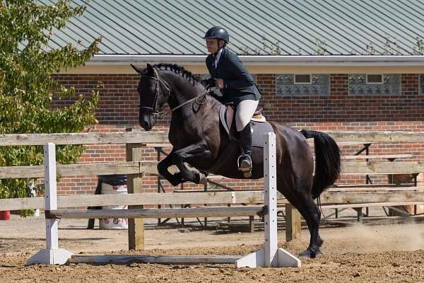 all-around-friesian-horse