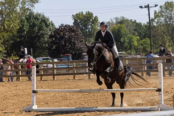 event-prospect-friesian-horse