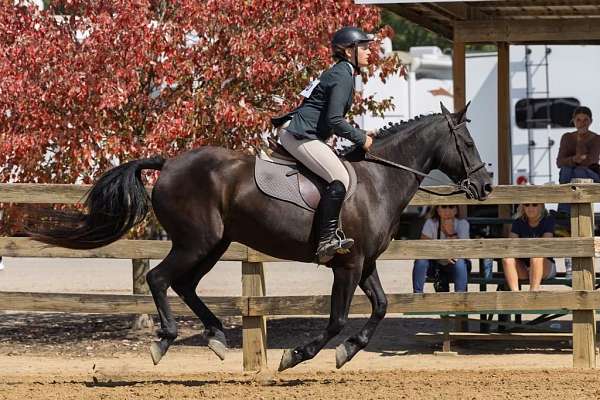 hack-friesian-horse