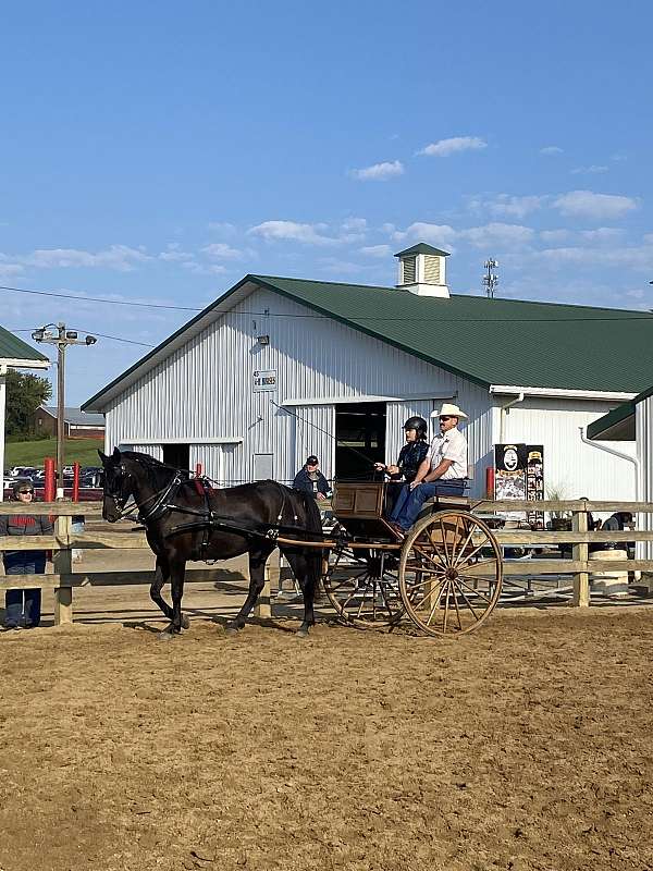 hunter-over-fences-friesian-horse