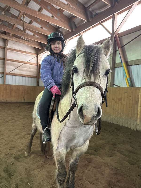 grey-wpcsa-pony