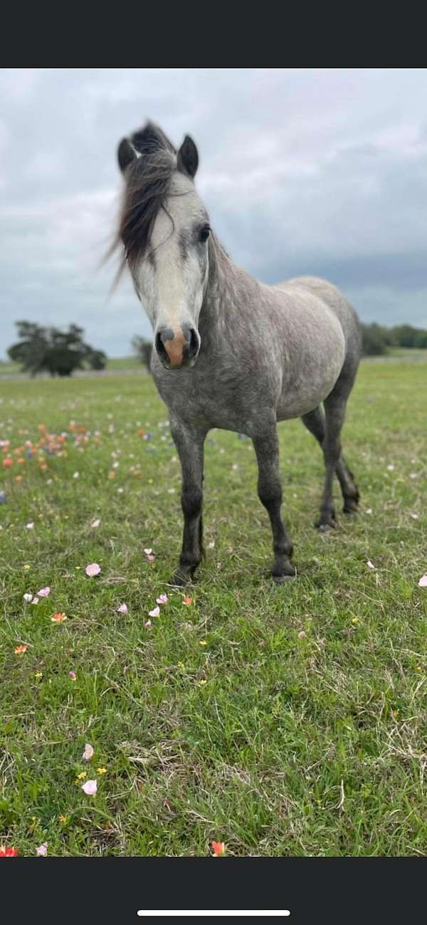 grey-welsh-pony-gelding