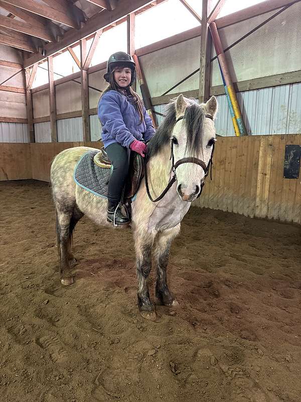 grey-wpcsa-gelding