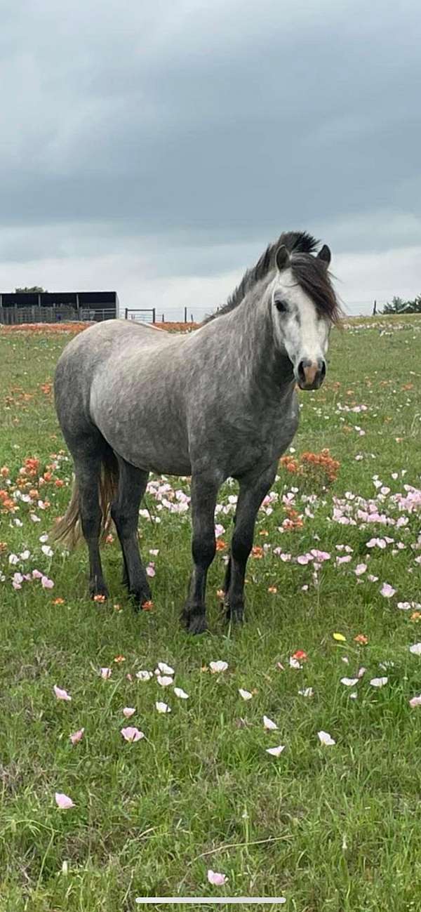 grey-gelding-for-sale